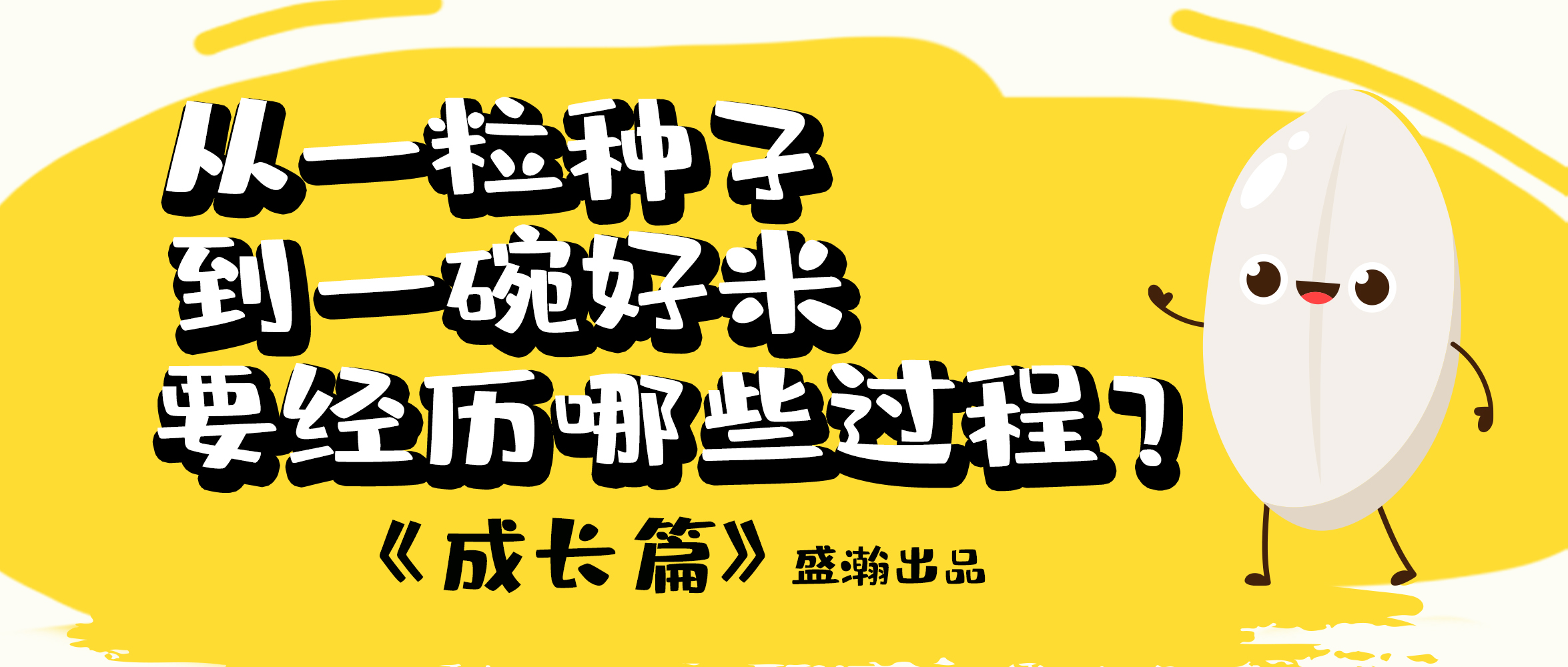 大米的一生-成長篇 | 從一粒種子到一碗好米要經(jīng)歷哪些過程？